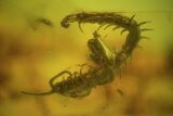 Rare Fossil Centipede (Chilopoda) In Baltic Amber #48250-1